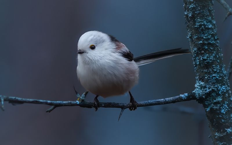 Ополовник фото превью