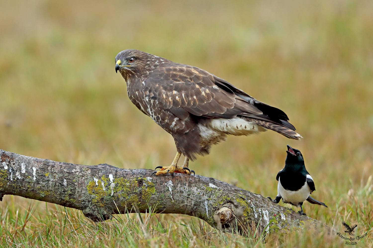 канюк, Гусар Александр