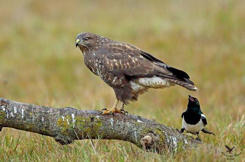 Схватить за хвост (попытка)