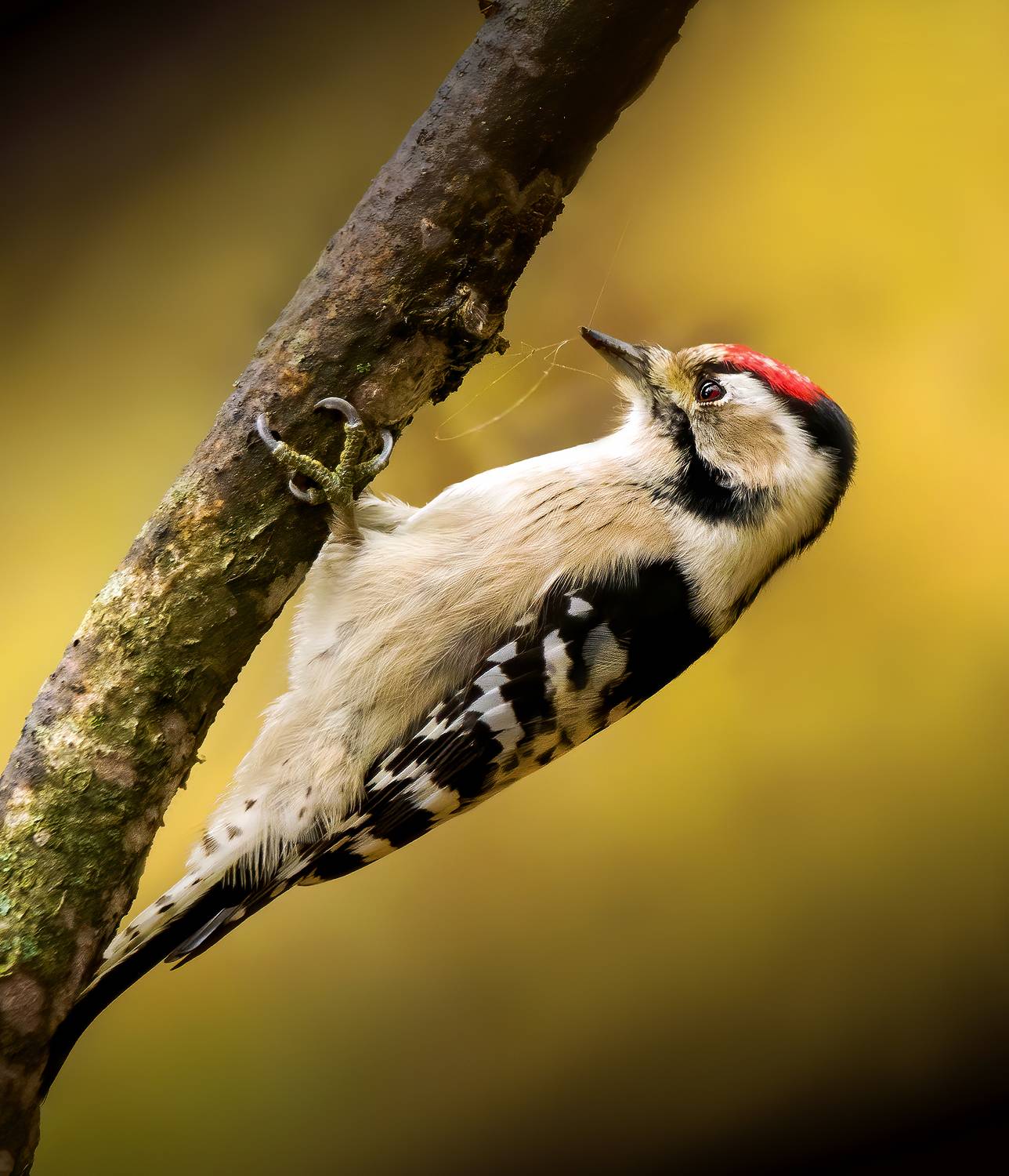дятел, малыйпёстрыйдятел, woodpecker, птицы, birds, birdwatching, nikon, nikonrussia, birding, фотоохота, фотоптиц, Михаил Ездаков