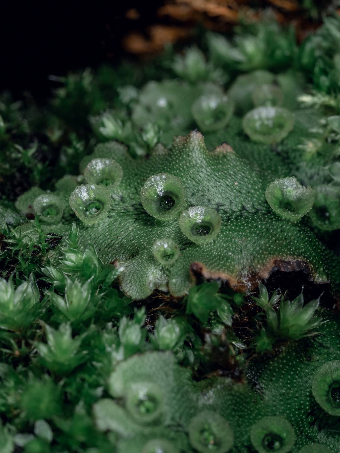 маршанция, макро, зелёный, macro, green, Протченко Ирина