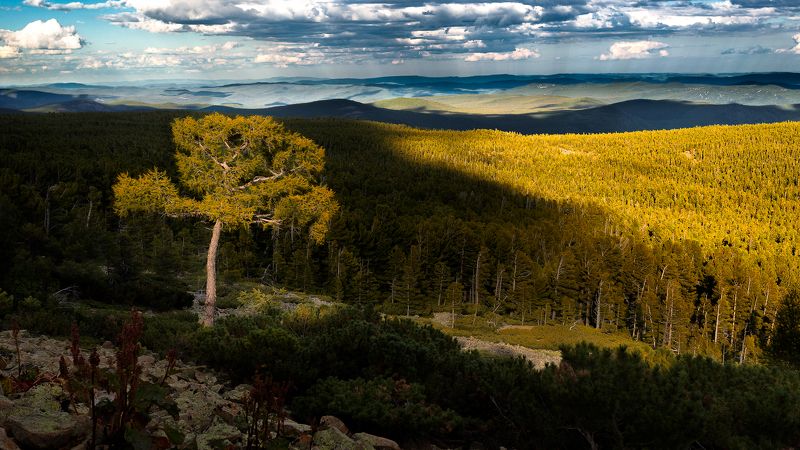 Горы Дерево Пейзаж Лес Зелёный  фото превью