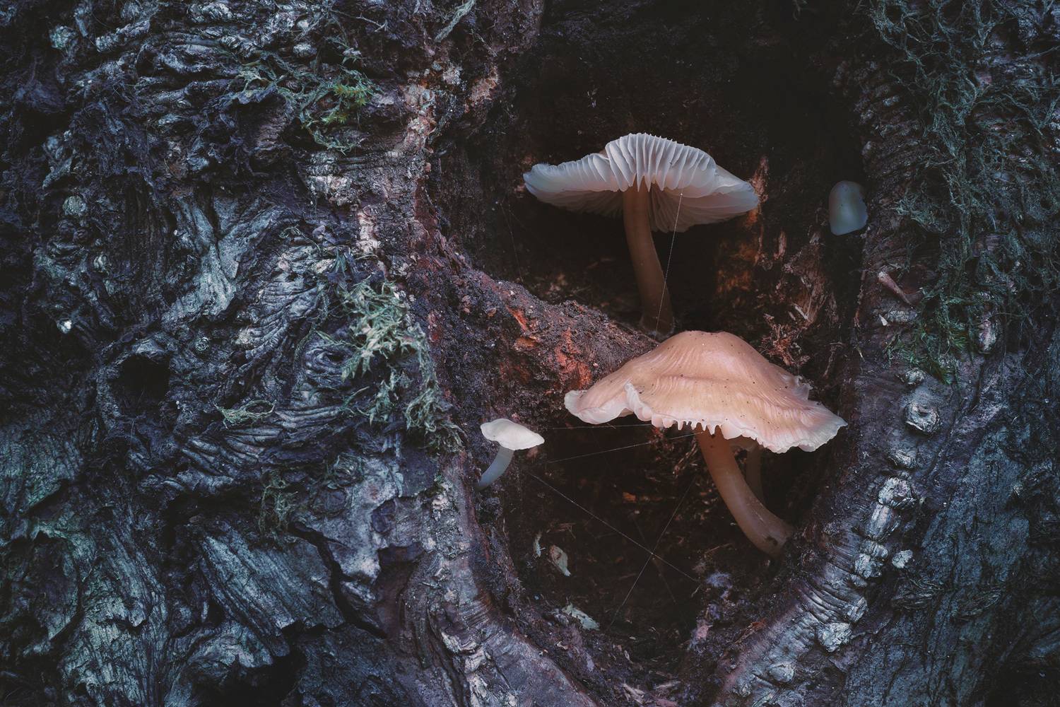 грибы, лес, Валерий Вождаев