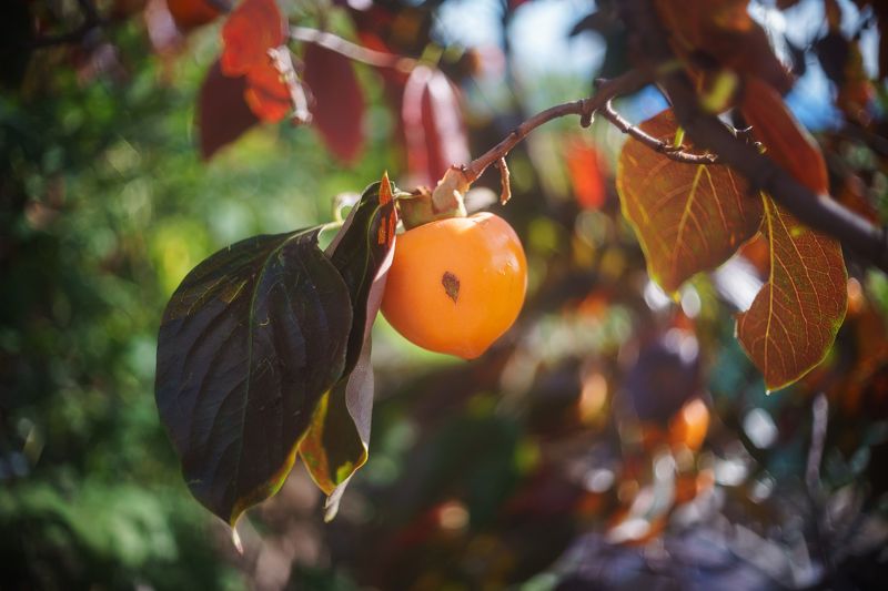 Хурма. фото превью