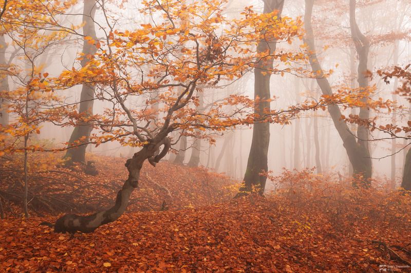 The Gold Trees