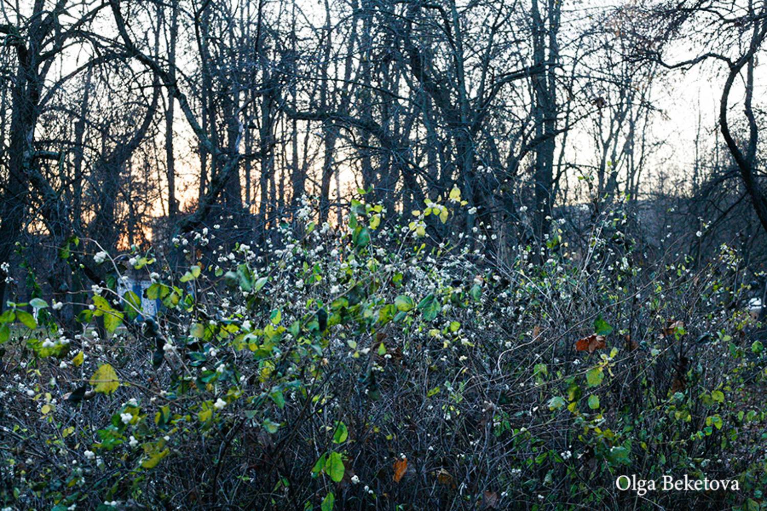ноябрь, снежноягодник, ветви, Бекетова Ольга