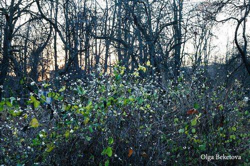 Снежноягодник