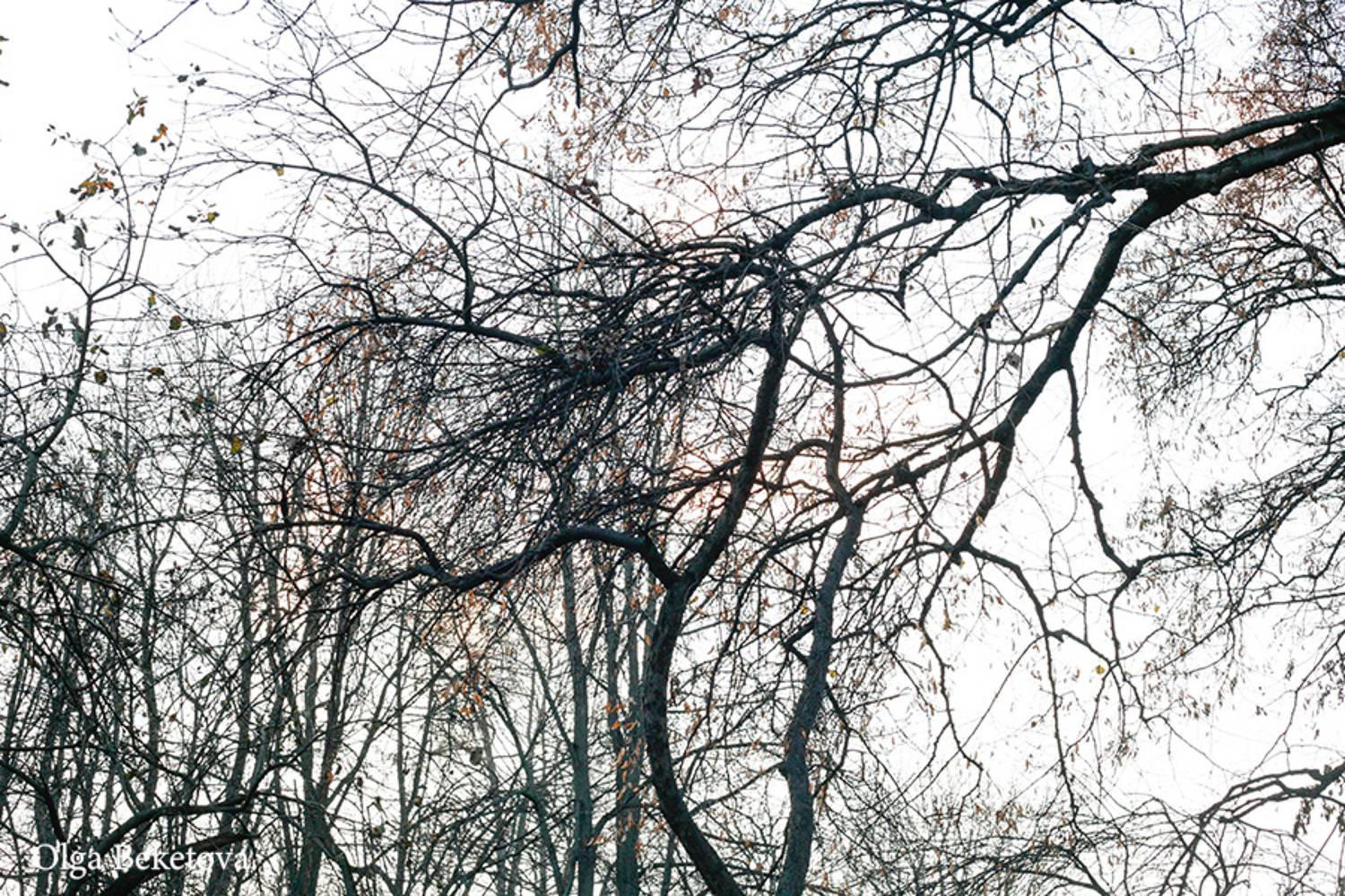 ветви, осень, ноябрь, Бекетова Ольга