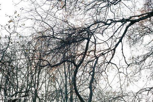 Ветви ноября