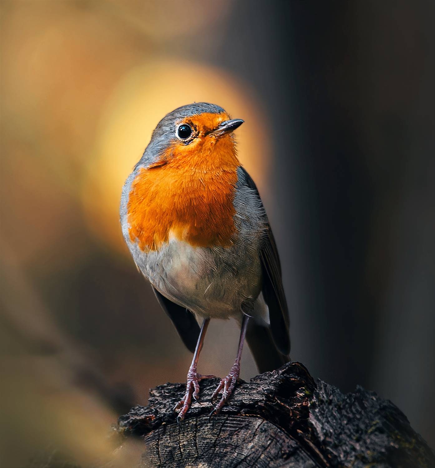 , Никон Александр