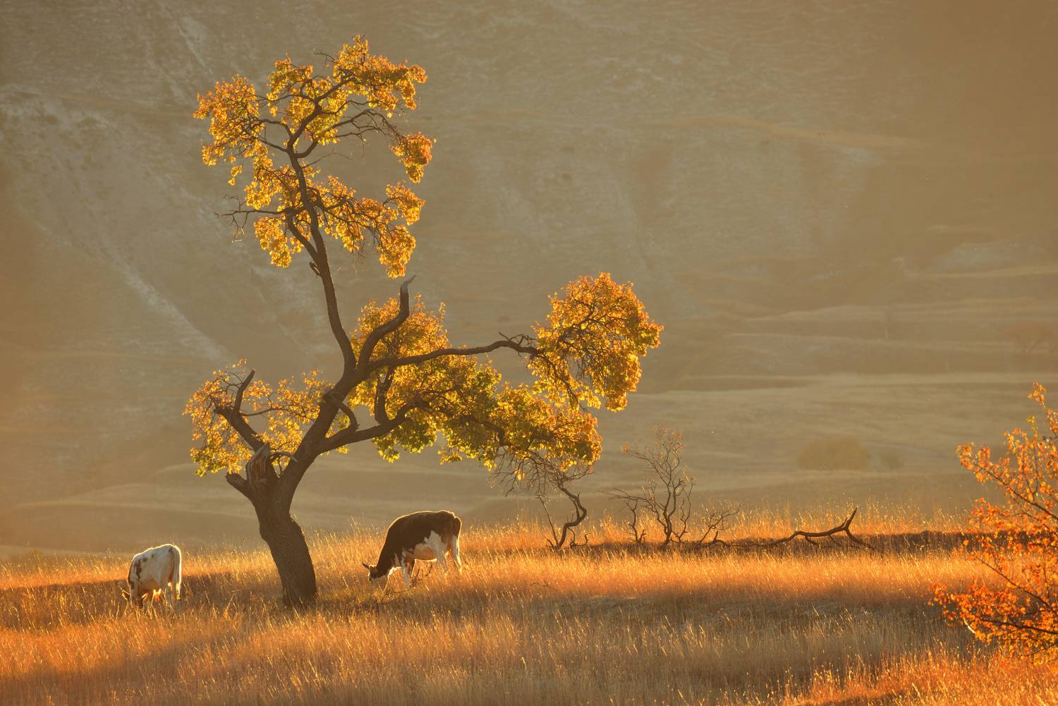 осень дагестан кудали деревья, Максимова Ольга