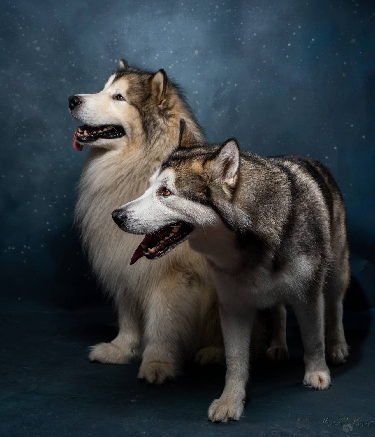 собаки, маламуты, северные собаки, Маори Мурр