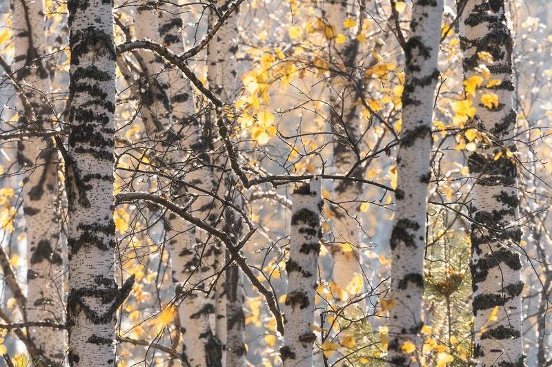 Осенние березы…  Autumn birches... фото превью
