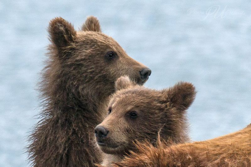 #медведикамчатки #камчатка Ми-ми-мишки фото превью