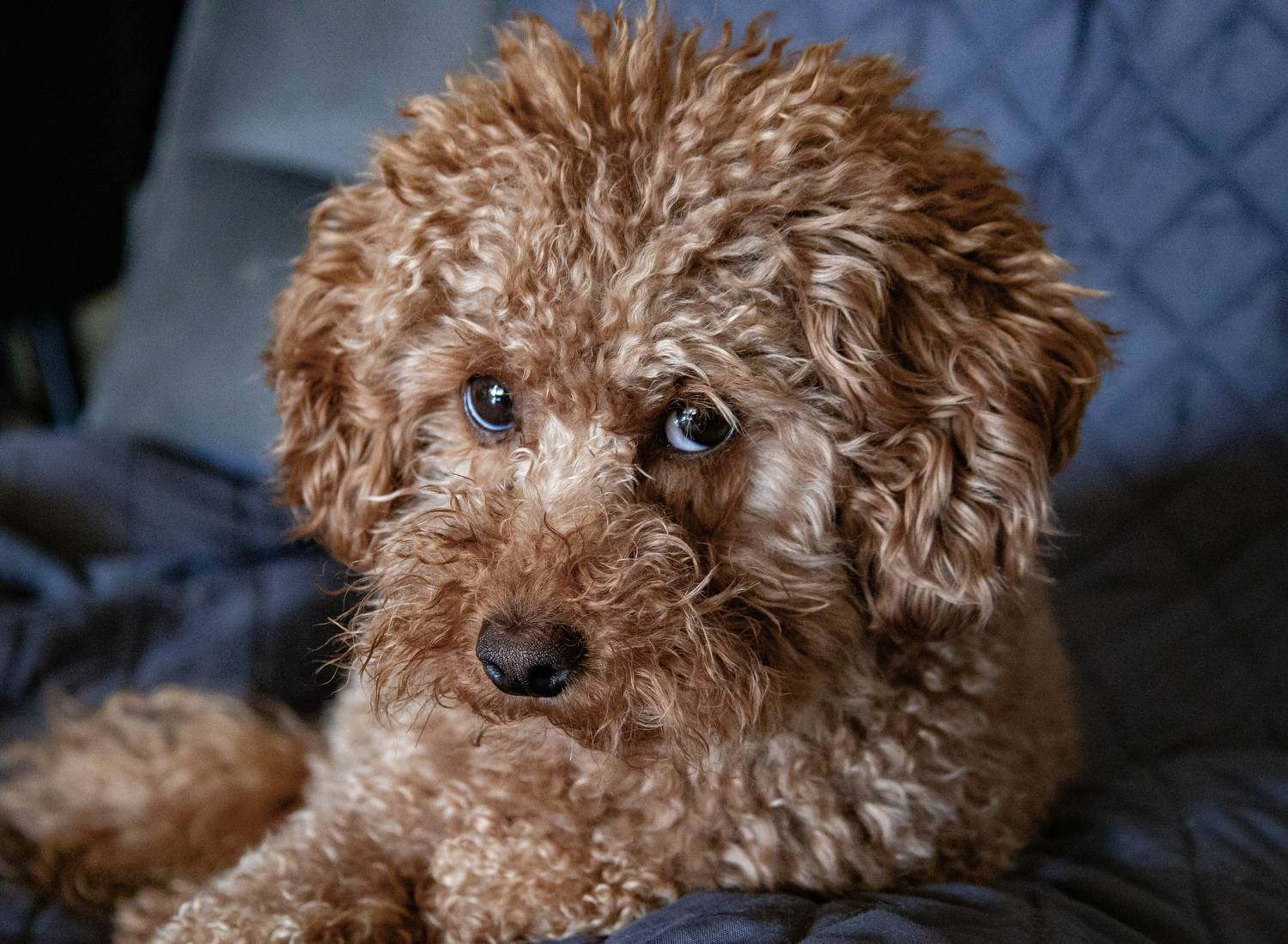 , Вадим Городницкий