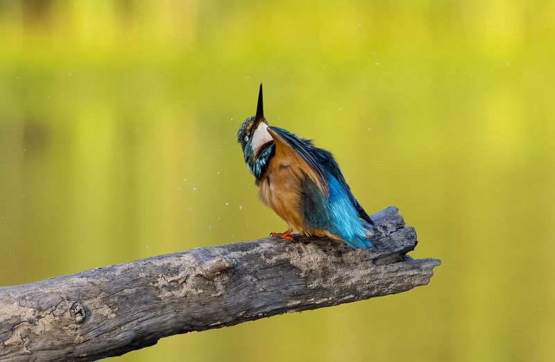 Kingfisher. фото превью