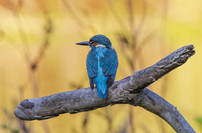 Kingfisher. фото превью