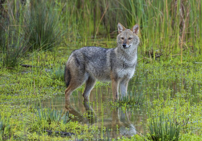 Golden jackal. фото превью