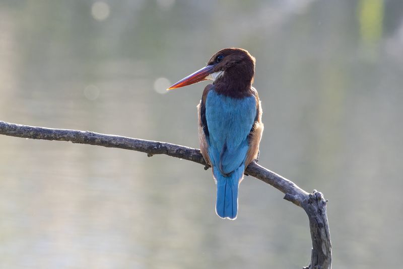 White-throated kingfisher. фото превью