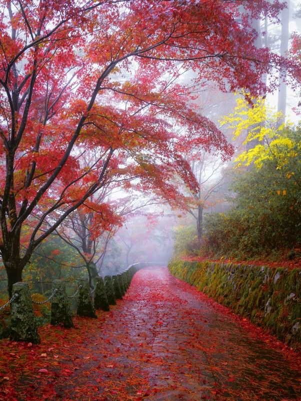 #autumn #morning #nature #japan #nara #foggy #red   фото превью