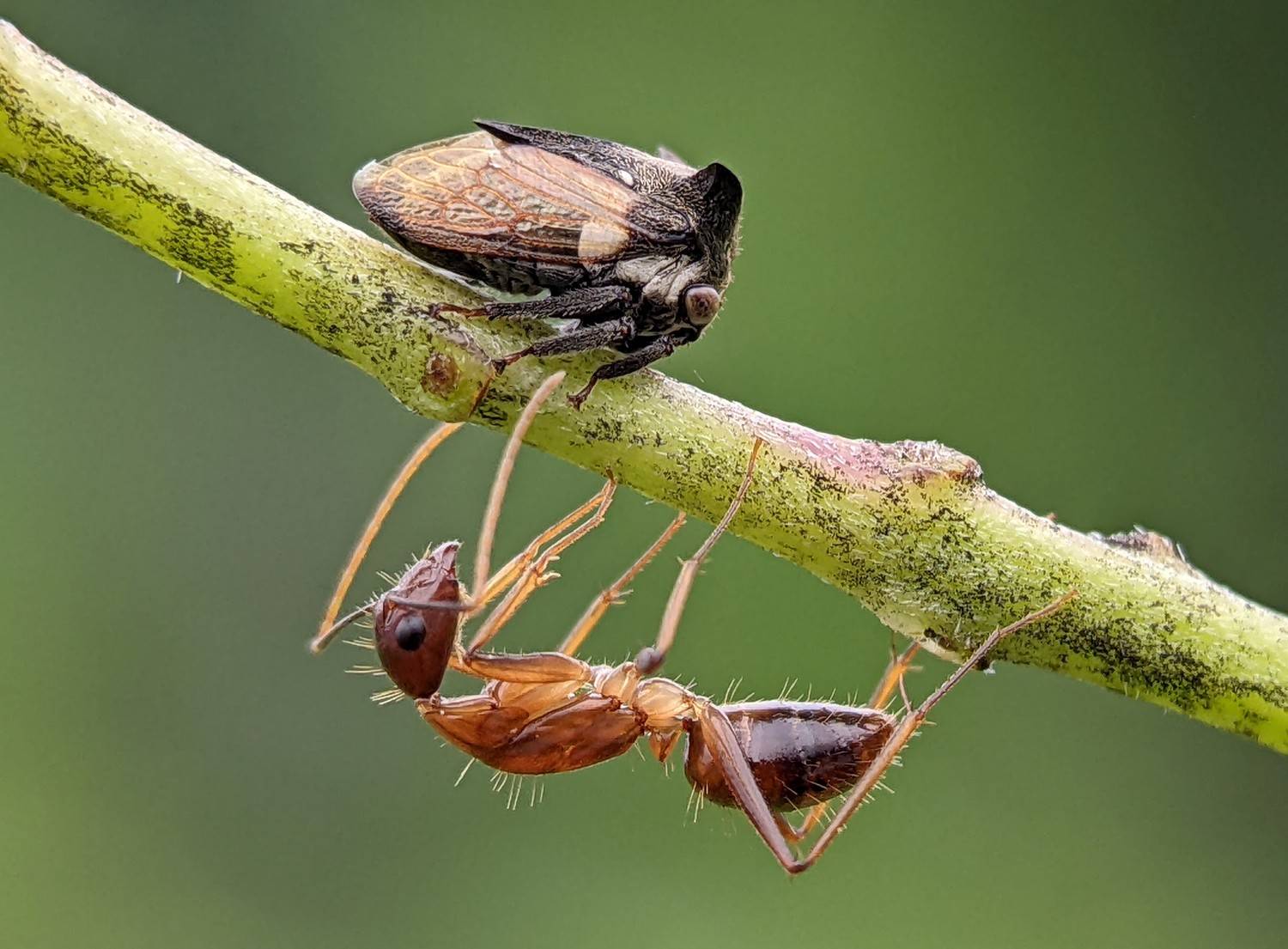 , QUYET NGUYEN TRONG