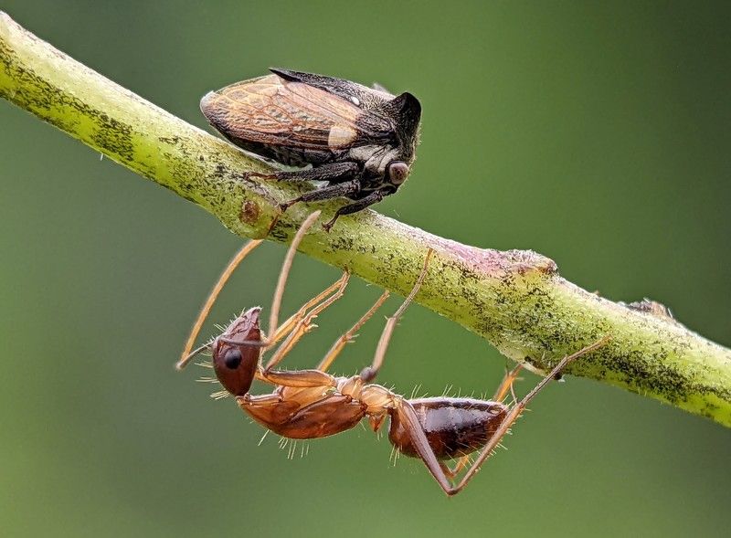 фото превью