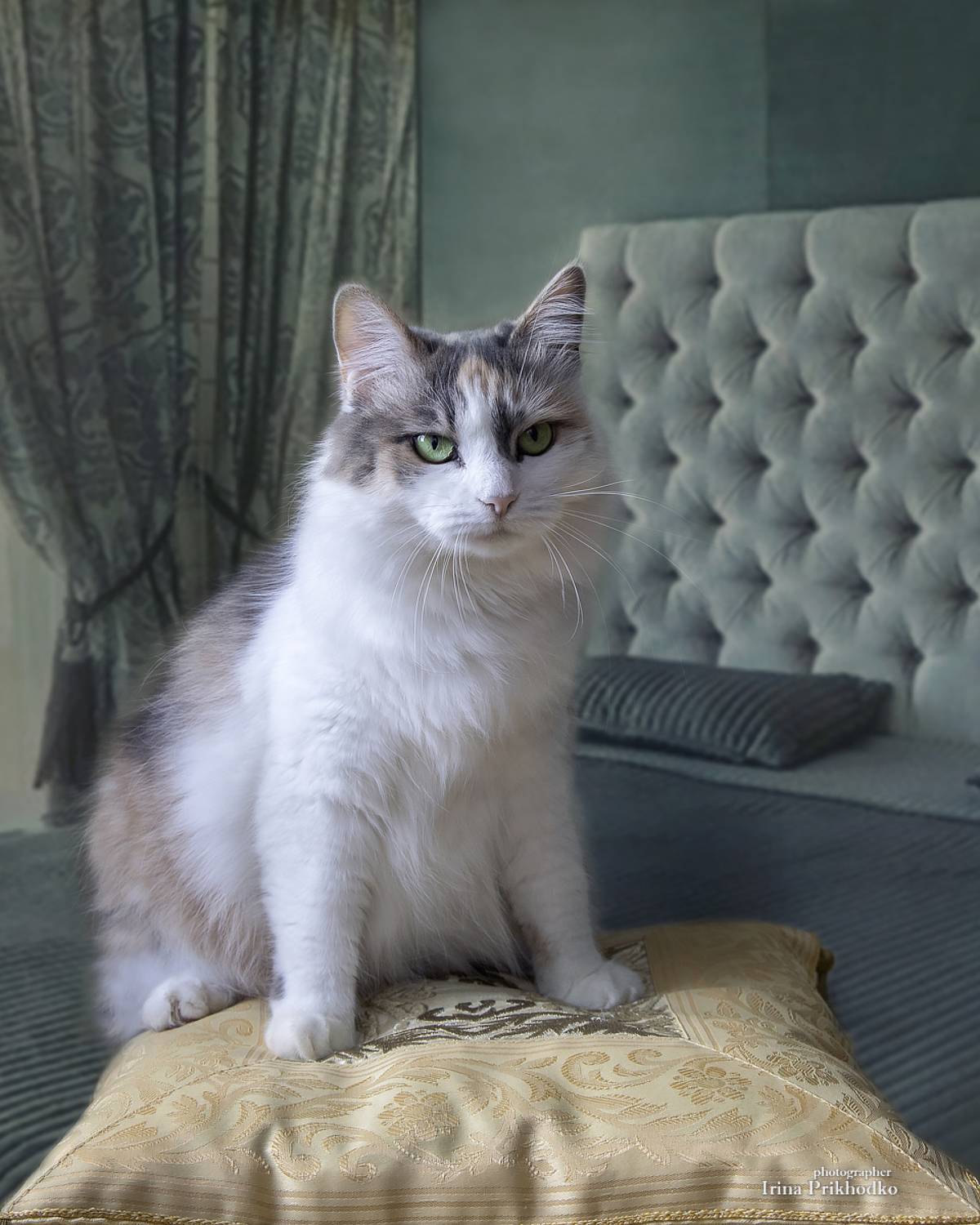 домашние животные, питомцы, кошки, котопортрет, Приходько Ирина