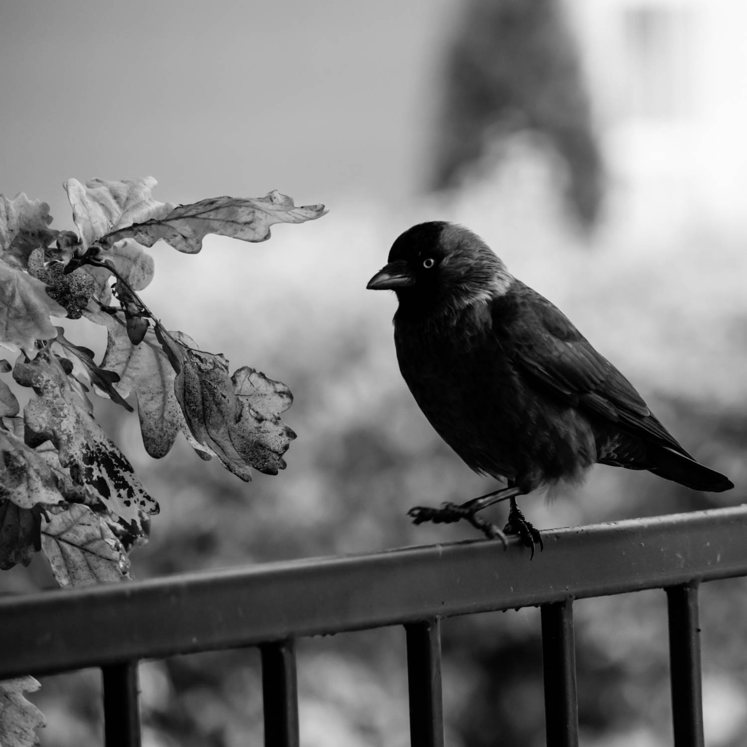 , Шилов Александр