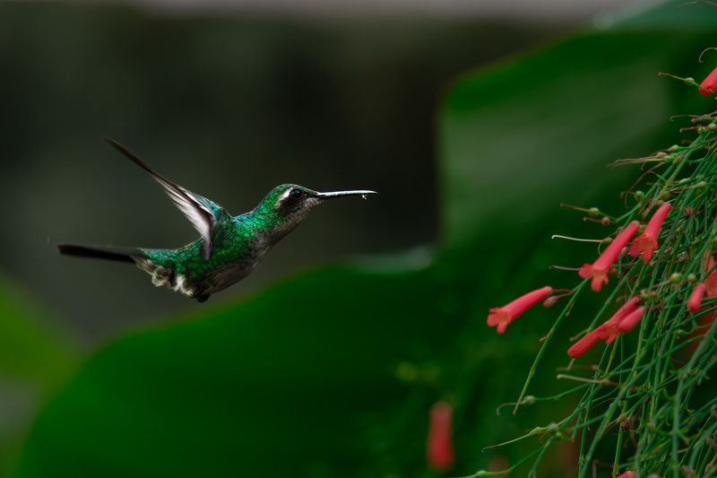 h 2 фото превью