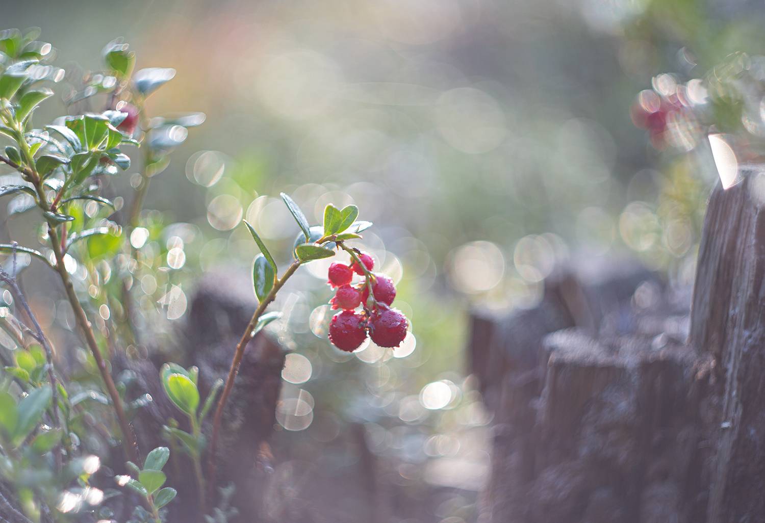 брусника, роса, лес, Наталия Колтакова