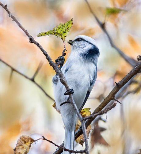 Уничтожение вредителей.