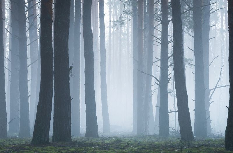 Рассветный лес фото превью