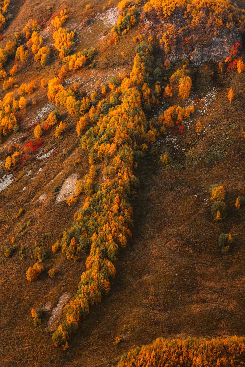 Осень, лес, горы, деревья, Рябинин Влад