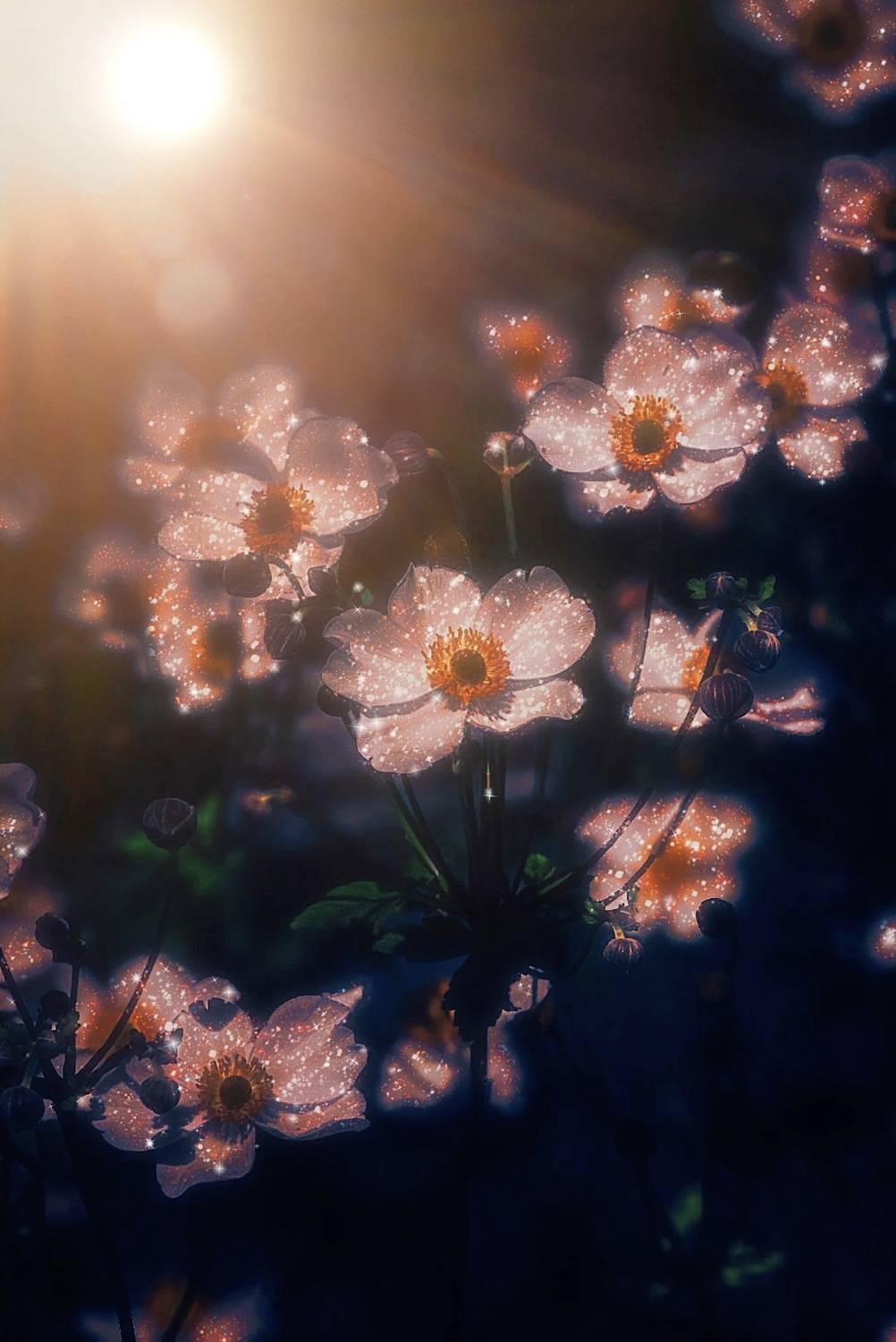 макро, macro, цветы, flowers, анемоны, anemones, Julia Kaissa