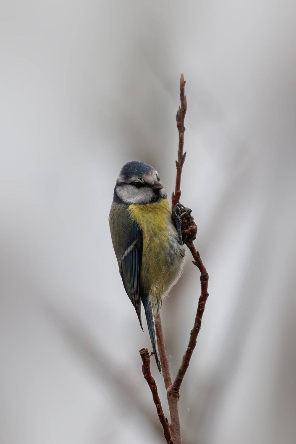 , Гильманов Артур