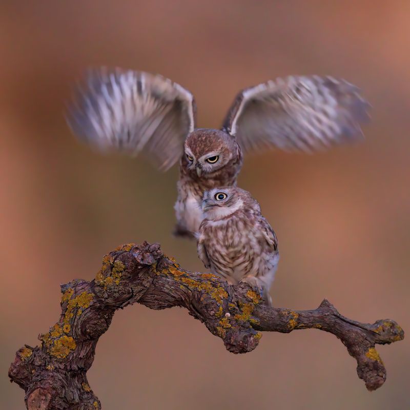 *** фото превью