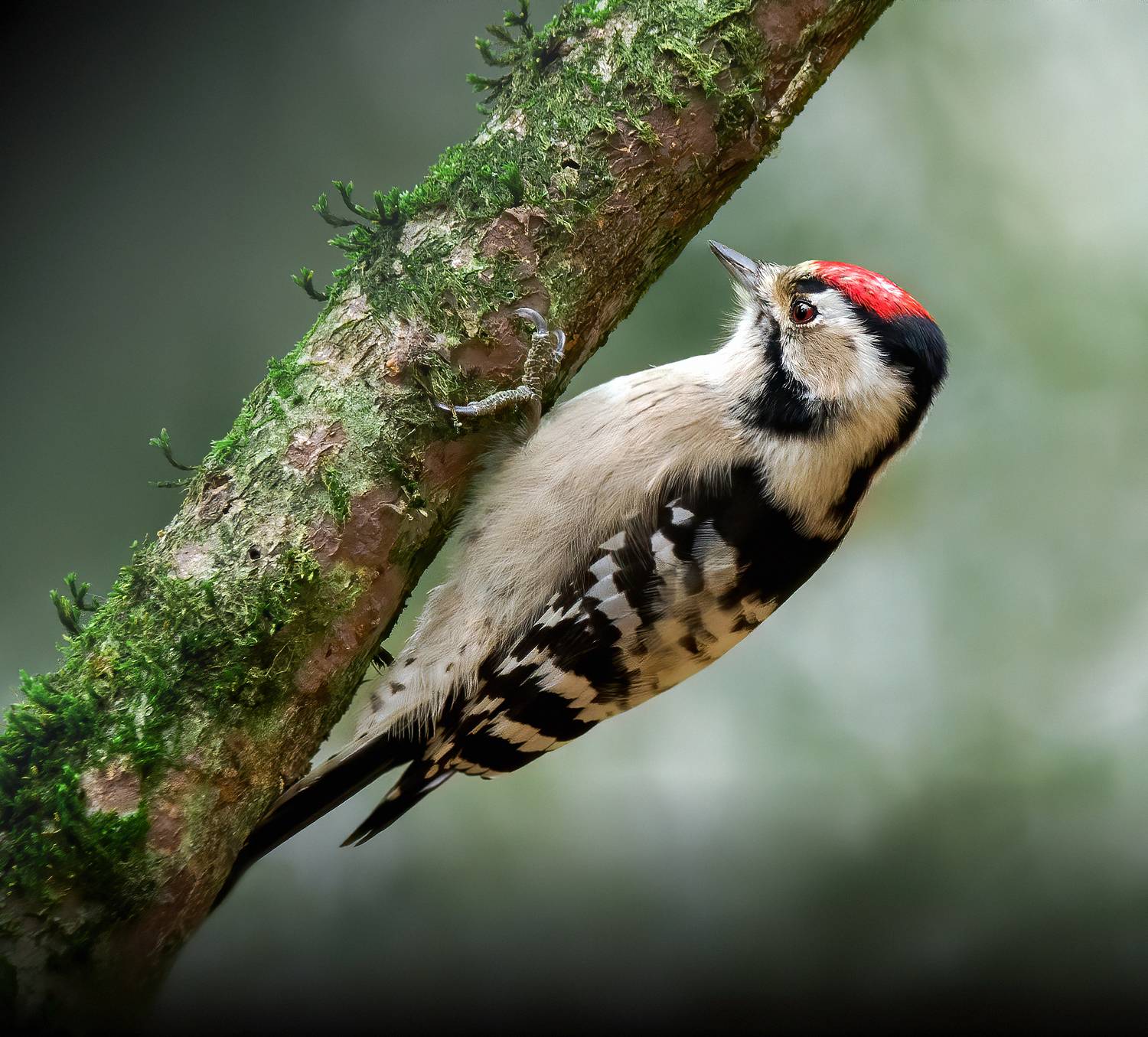дятел, малыйпёстрыйдятел, woodpecker, птицы, birds, birdwatching, nikon, nikonrussia, birding, фотоохота, фотоптиц, Михаил Ездаков