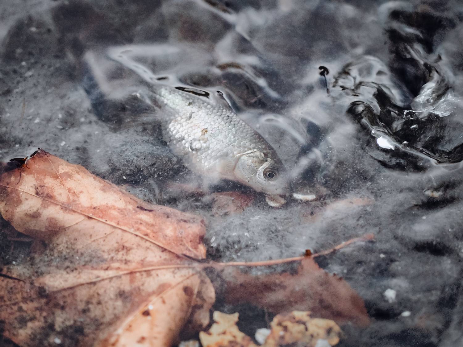 рыба, макро, fish, macro, grey, Протченко Ирина