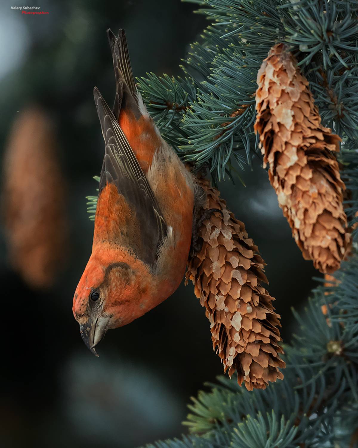 , Валерий Субачев