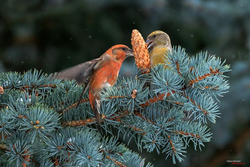 Дележка фото превью