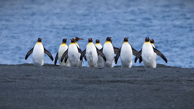 Южная Георгия: фрагменты фото превью