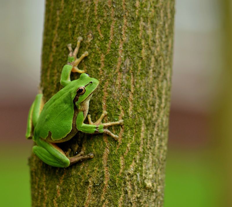 Квакша фото превью