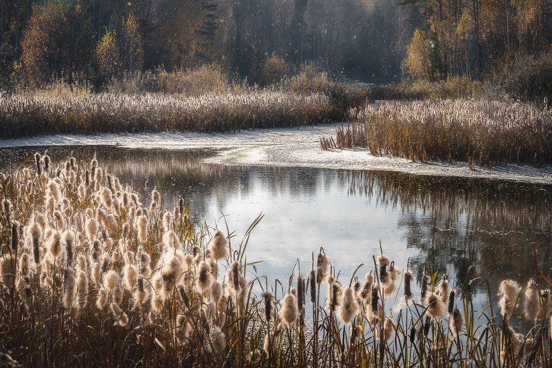 Камышинный пух…  Reed fluff... фото превью