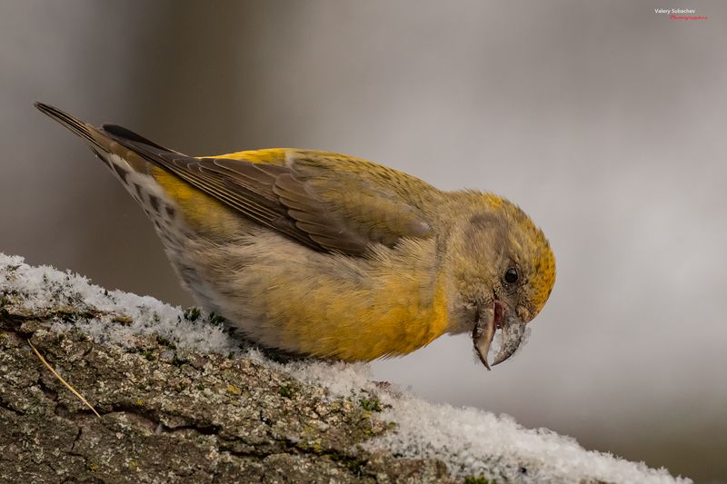 Пьющие снег фото превью