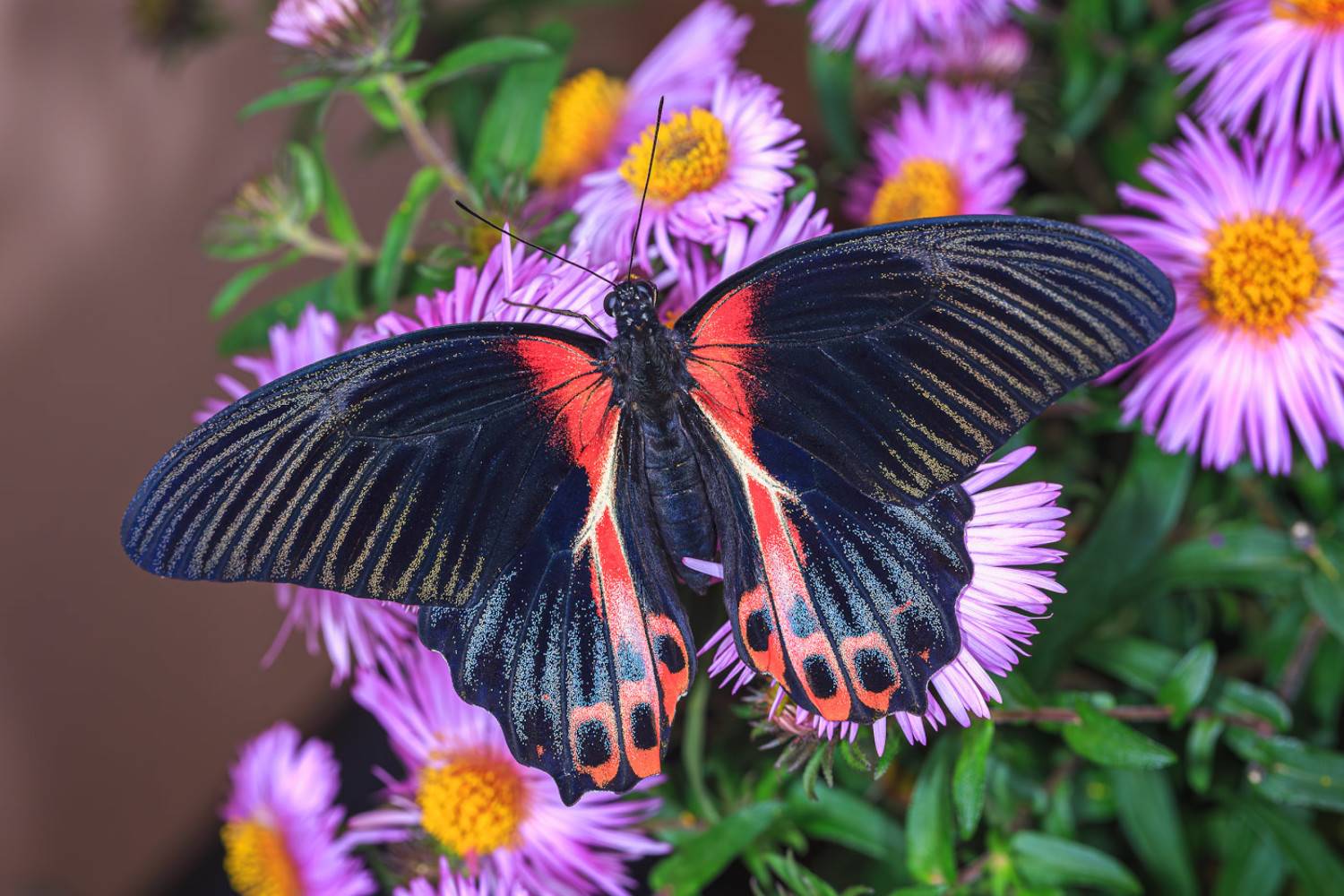 насекомые, бабочка, парусник, тропическая, румянцев, red mormon, Борис Новиков
