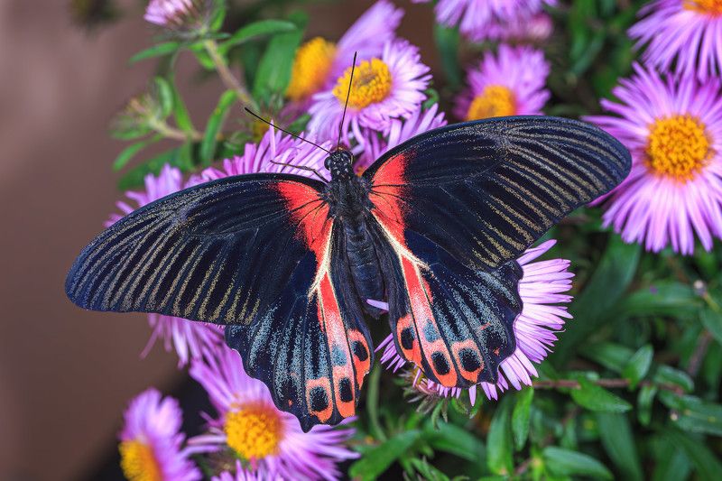 насекомые, бабочка, парусник, тропическая, румянцев, red mormon Парусник Румянцева фото превью