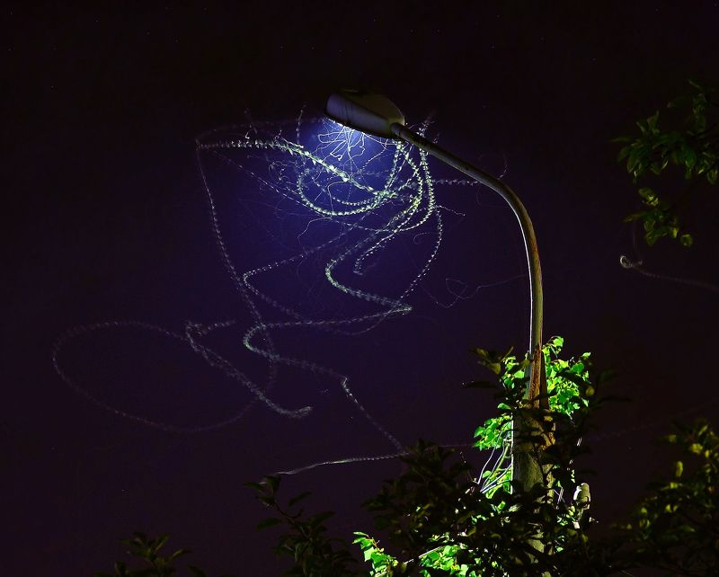 Ночной этюд.Танец мотылька. фото превью