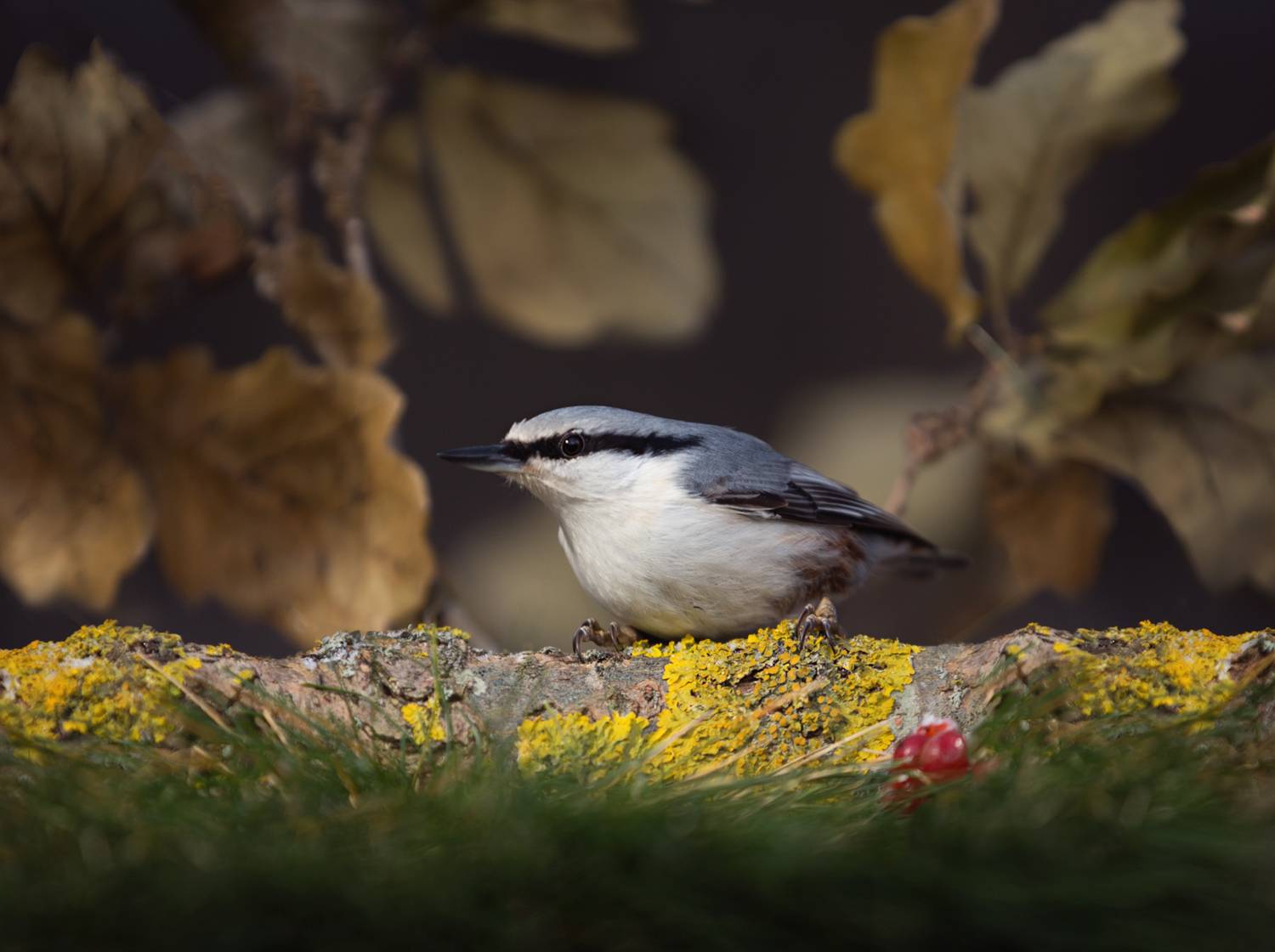 лес, свет, утро, природа, птички, поплзень, Баранов Олег