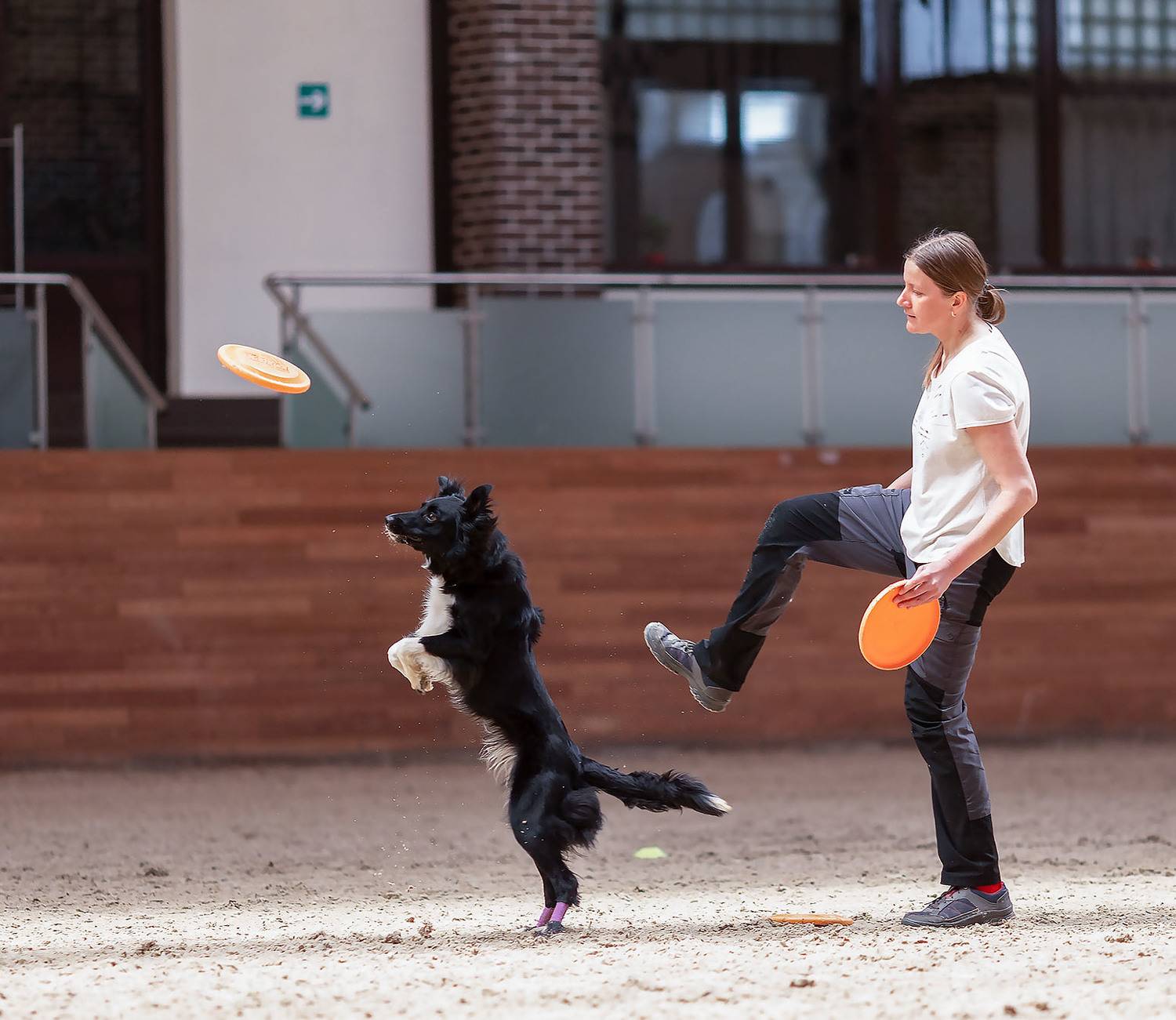 спорт, фристайл, соревнования, competition,dog,movement, sport, Стукалова Юлия