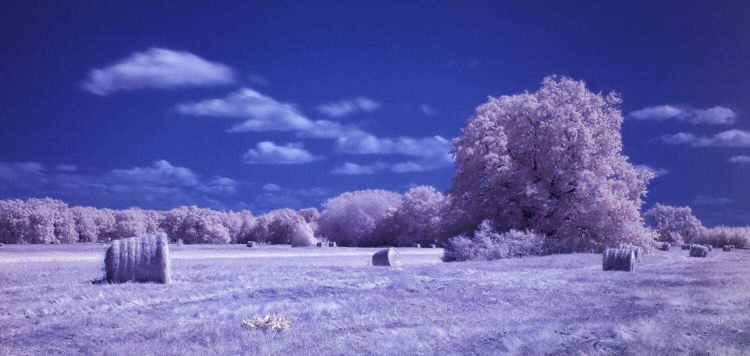 природа, заливной луг, инфракрасное фото, пейзаж,, Подосинников Максим